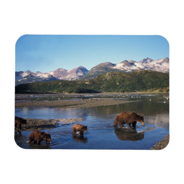 Íman Urso pardo, urso cinzento, porca e filhotes em (Horizontal)