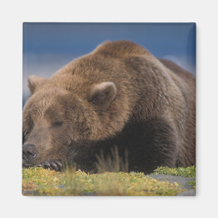 Íman Urso pardo, urso cinzento, tirando uma soneca, Kat