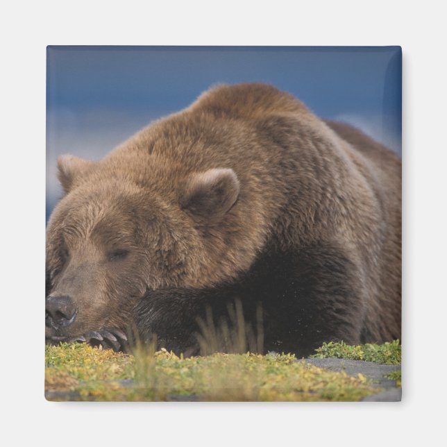 Íman Urso pardo, urso cinzento, tirando uma soneca, Kat (Frente)