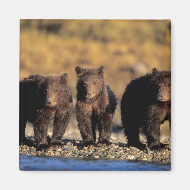 Íman Urso pardo, urso marrom, filhotes, Katmai National (Frente)