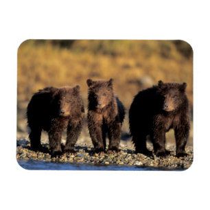 Íman Urso pardo, urso marrom, filhotes, Katmai National