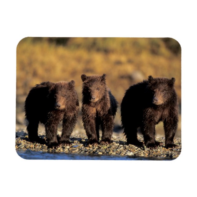 Íman Urso pardo, urso marrom, filhotes, Katmai National (Horizontal)