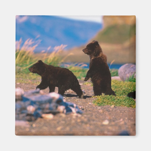 Íman Urso Pardo, Ursus arctos, Península do Alasca, (Frente)