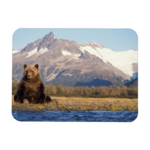 Íman urso pardo, Ursus arctos, urso cinzento, Ursus
