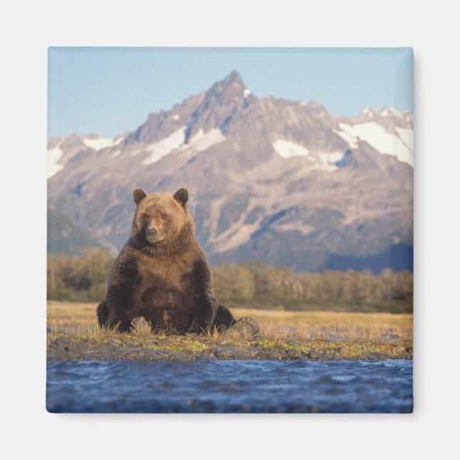 Íman urso pardo, Ursus arctos, urso cinzento, Ursus (Frente)