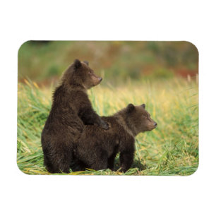 Íman urso pardo, Ursus arctos, urso cinzento, Ursus 2