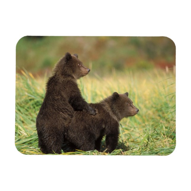 Íman urso pardo, Ursus arctos, urso cinzento, Ursus 2 (Horizontal)
