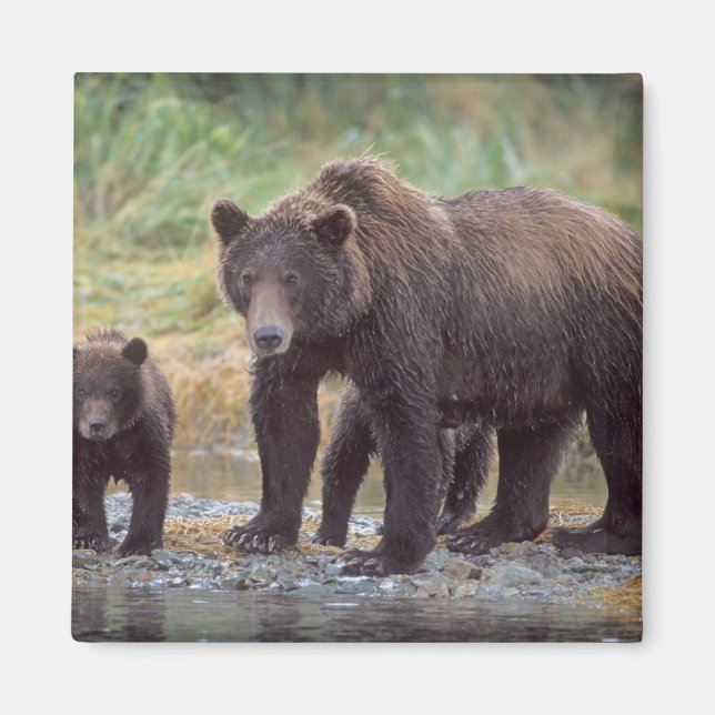 Íman urso pardo, Ursus arctos, urso cinzento, Ursus 3 (Frente)