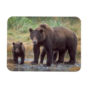 Íman urso pardo, Ursus arctos, urso cinzento, Ursus 3