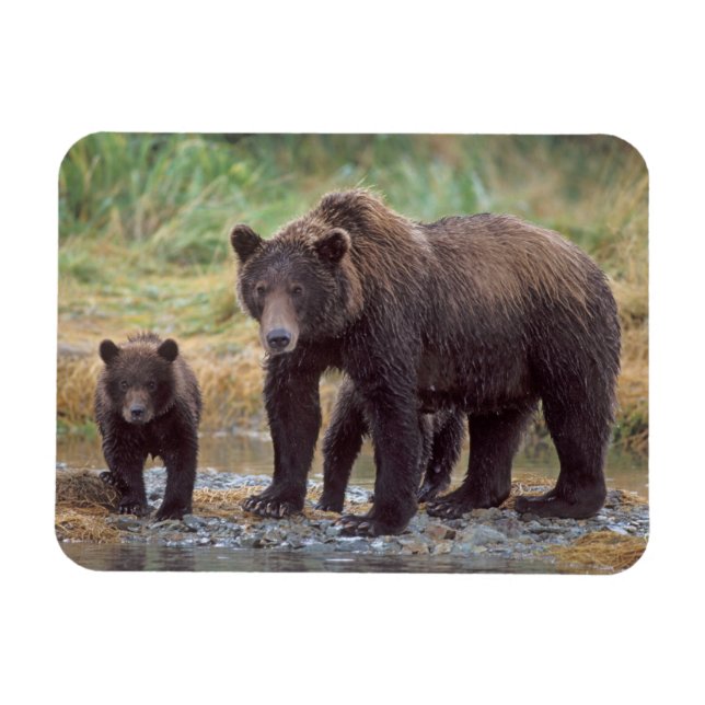 Íman urso pardo, Ursus arctos, urso cinzento, Ursus 3 (Horizontal)