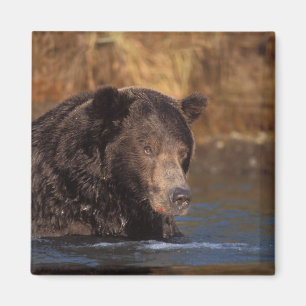 Íman urso pardo, Ursus arctos, urso cinzento, Ursus 5