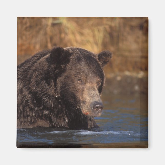 Íman urso pardo, Ursus arctos, urso cinzento, Ursus 5 (Frente)