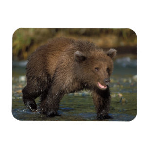 Íman urso pardo, Ursus arctos, urso cinzento, Ursus 6