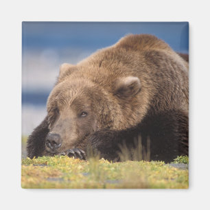 Íman urso pardo, Ursus arctos, urso cinzento, Ursus 8
