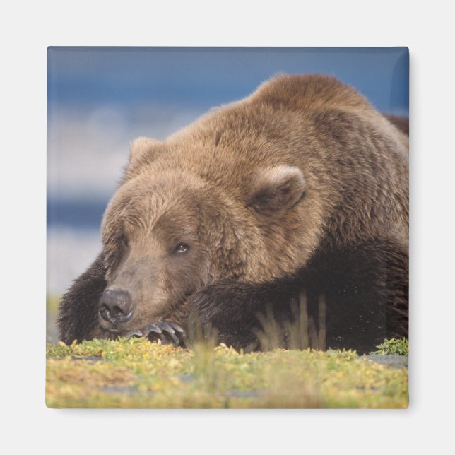 Íman urso pardo, Ursus arctos, urso cinzento, Ursus 8 (Frente)