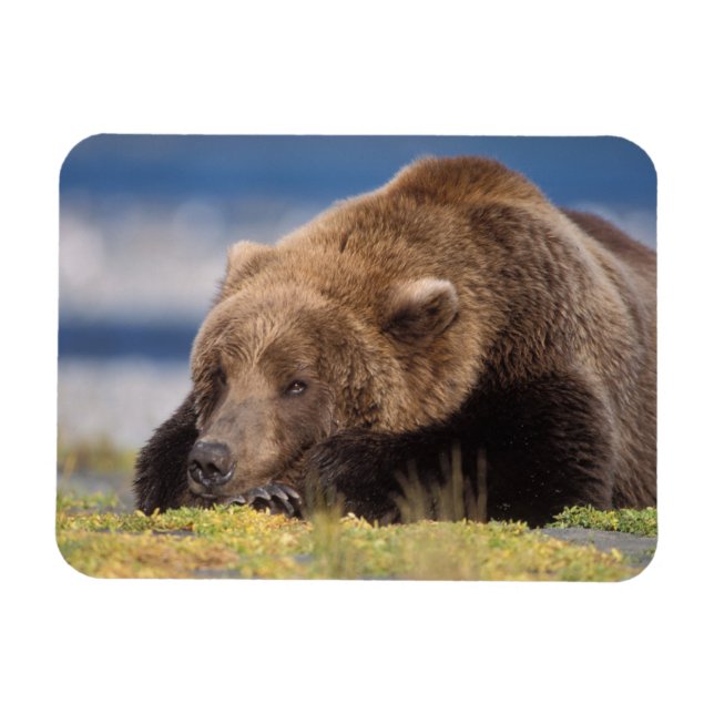 Íman urso pardo, Ursus arctos, urso cinzento, Ursus 8 (Horizontal)