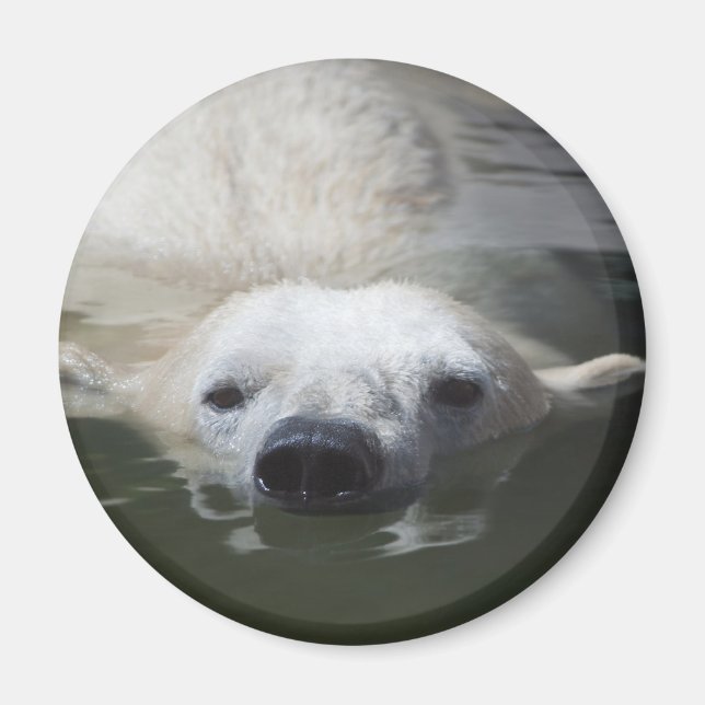 Íman Urso Polar (Frente)