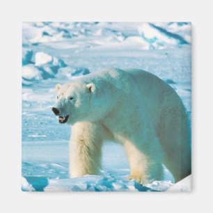 Íman Urso polar