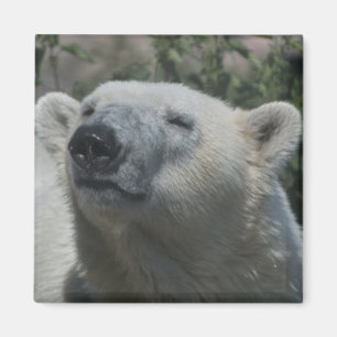 Íman Urso Polar