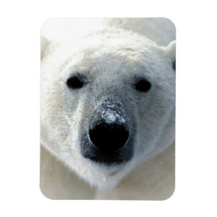 Íman Urso Polar