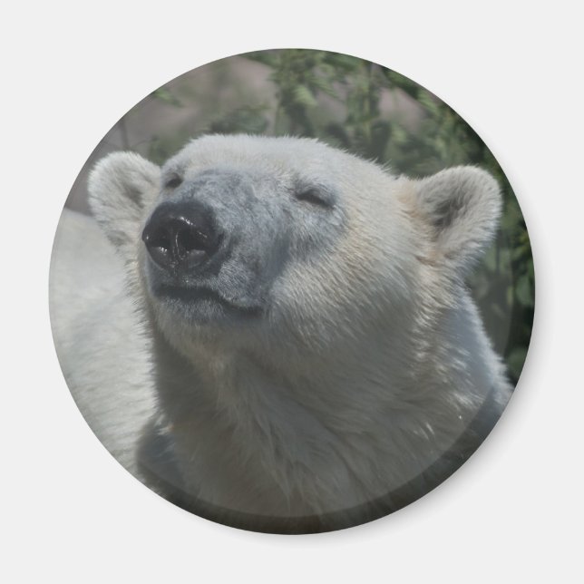 Íman Urso Polar (Frente)