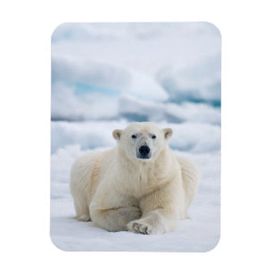 Íman Urso polar adulto no gelo do verão