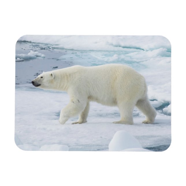 Íman Urso polar andando, Noruega (Horizontal)