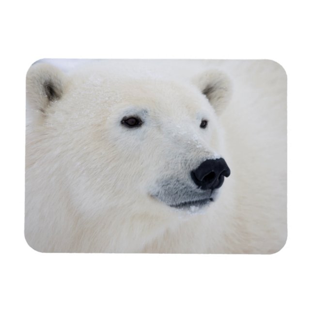 Íman Urso Polar Churchill (Horizontal)