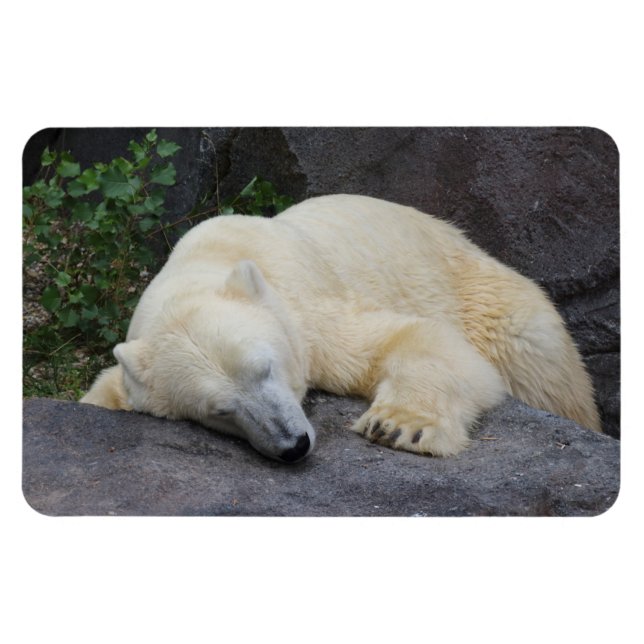Íman Urso Polar Dormindo (Horizontal)