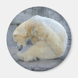 Íman Urso Polar Dozando