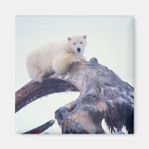 Íman Urso polar em cima de um osso da mandíbula de uma 