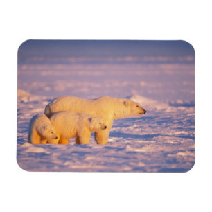 Íman Urso polar fêmea com filhotes de primavera no cong