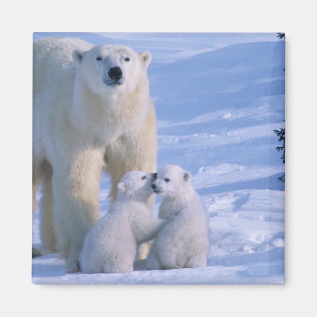 Íman Urso Polar Fêmea em Pé com 2 Filhotes (Frente)