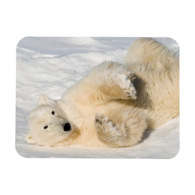 Íman Urso Polar perto da Baía de Hudson (Horizontal)