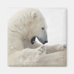 Íman Urso polar que contrata em uma luta com um outro