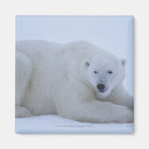 Íman Urso polar que descansa na neve