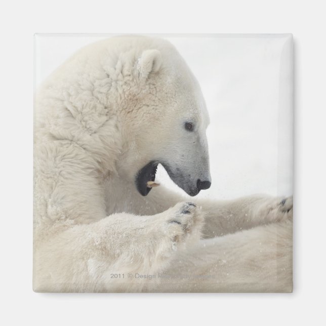 Íman Urso polar que luta com outro urso (Frente)