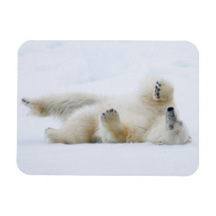 Íman Urso polar rolando na neve, Noruega