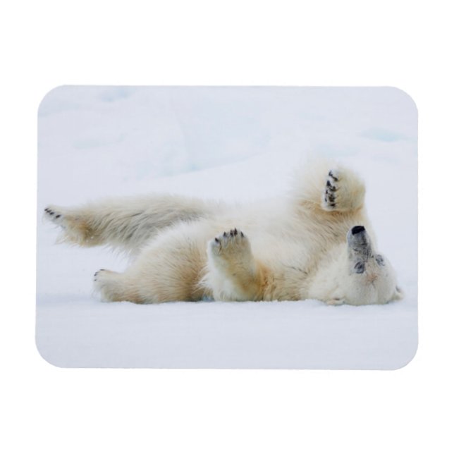 Íman Urso polar rolando na neve, Noruega (Horizontal)