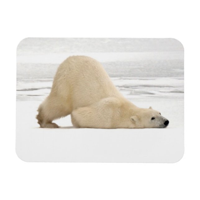 Íman Urso polar se coçando na tundra congelada (Horizontal)