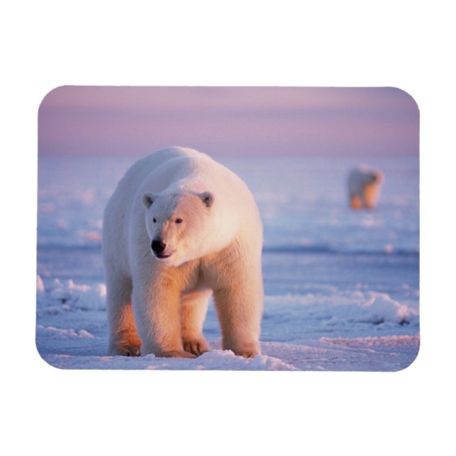 Íman urso polar, Ursus maritimus (Horizontal)