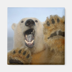 Íman urso polar, Ursus maritimus, curiosamente olha