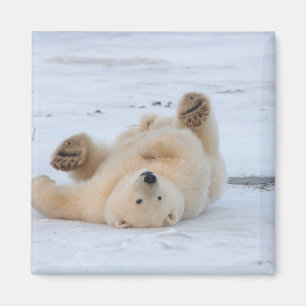 Íman urso polar, Ursus maritimus, filhote rolando 3