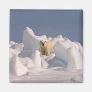 Íman urso polar, Ursus maritimus, no gelo áspero