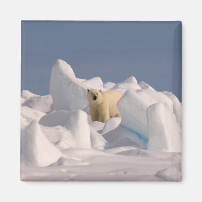Íman urso polar, Ursus maritimus, no gelo áspero (Frente)