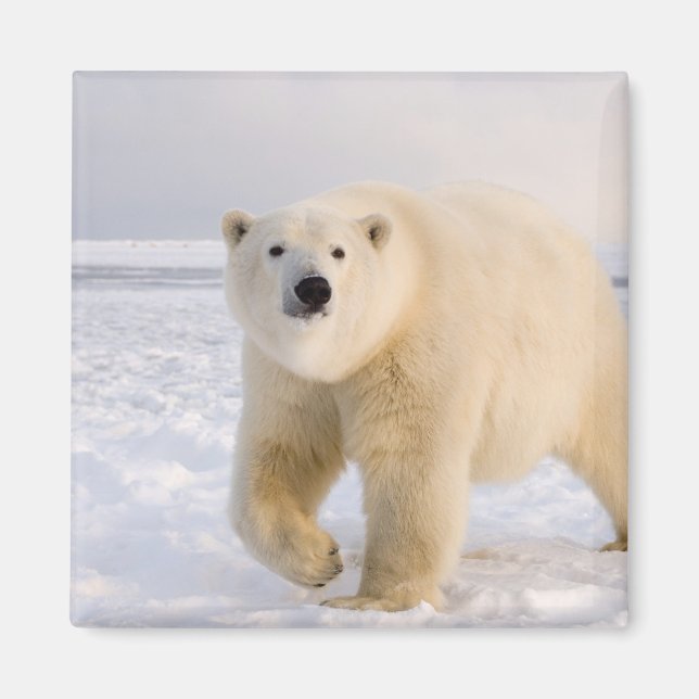 Íman urso polar, Ursus maritimus, no gelo e neve, 2 (Frente)