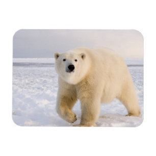 Íman urso polar, Ursus maritimus, no gelo e neve, 2
