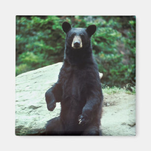 Íman Urso preto
