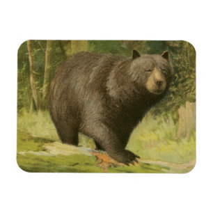 Íman Urso Preto a Passar num Tronco de Árvore