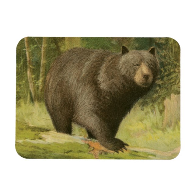 Íman Urso Preto a Passar num Tronco de Árvore (Horizontal)